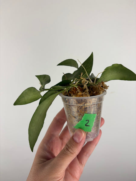 hoya lacunosa silver silvana 2