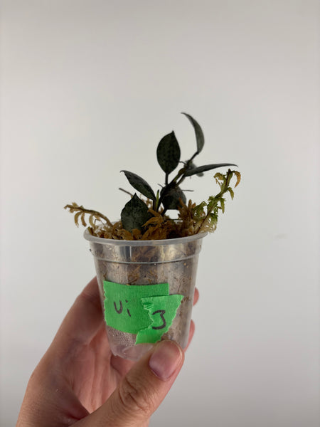 Hoya lacunosa violet 3