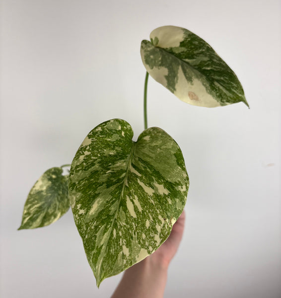 Monstera white snow A