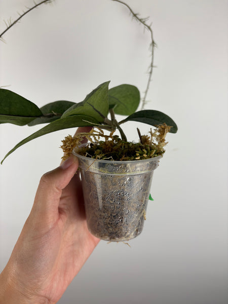 Hoya sp kapuas hulu silver 1