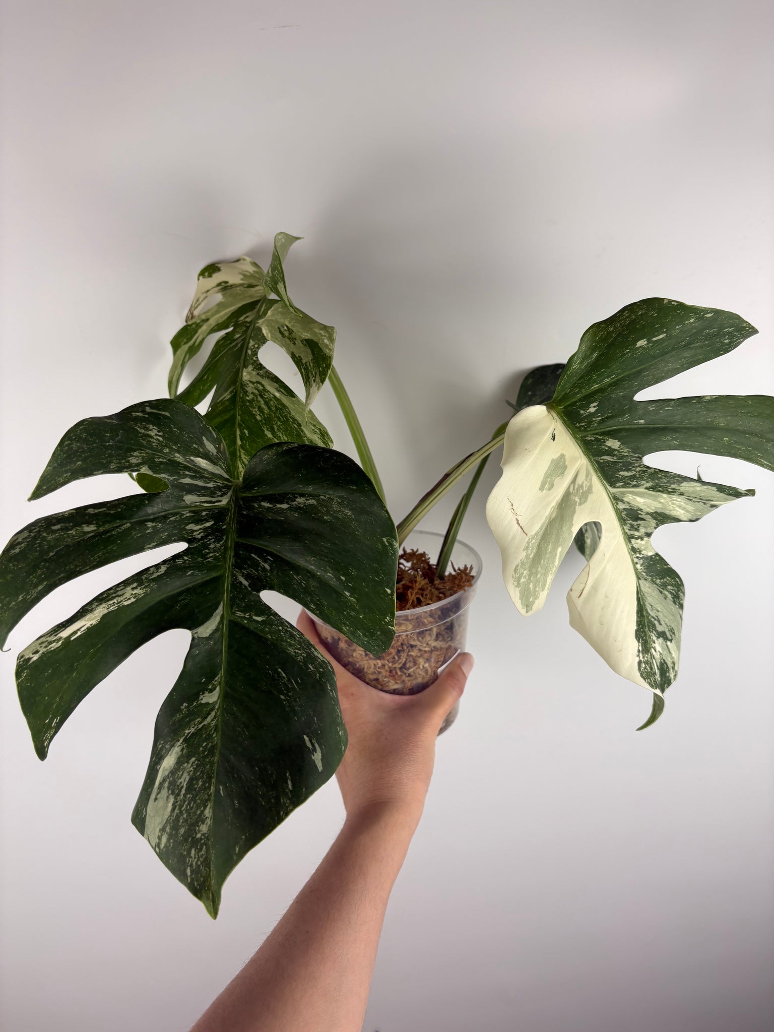 Monstera albo 8
