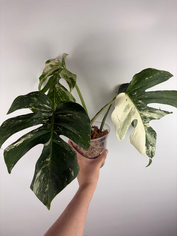 Monstera albo 8