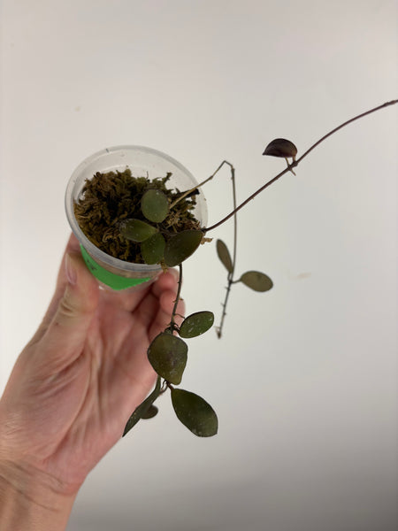 Hoya no ID - lost tag B