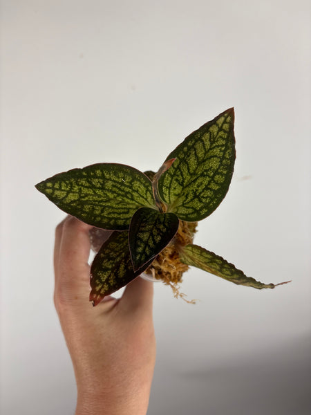 Jewel orchid sp papua E