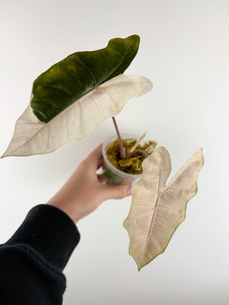 Alocasia pseudo sanderiana pink variegated C