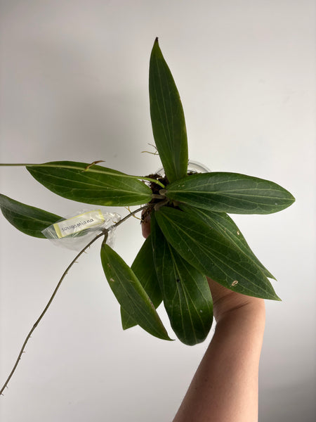 hoya soligamiana C
