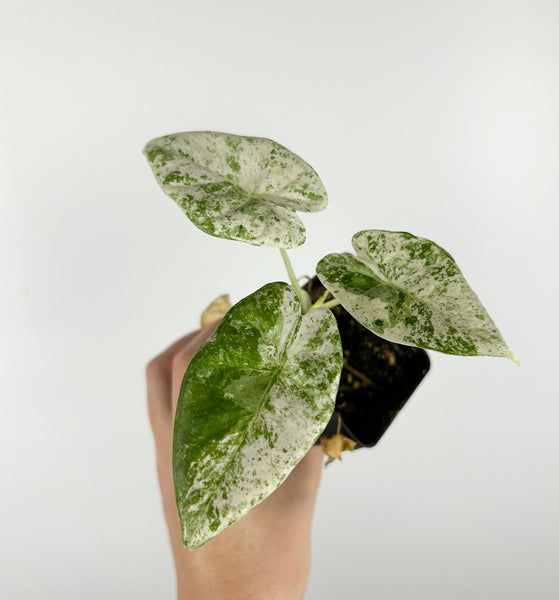 Alocasia Dragon Scale Mint A