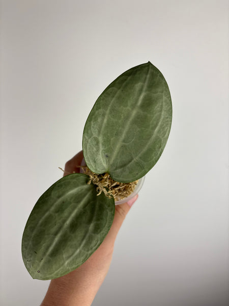 Hoya Latifolia silver A