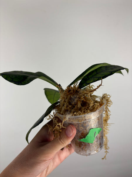 Hoya callistophylla black cat 1