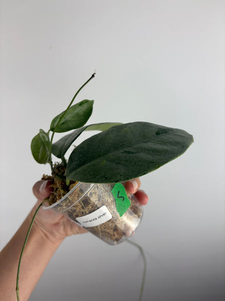 hoya coriacea silver 5