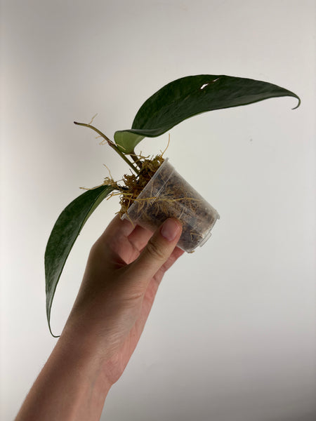 Hoya Latifolia 'rimba perak'
