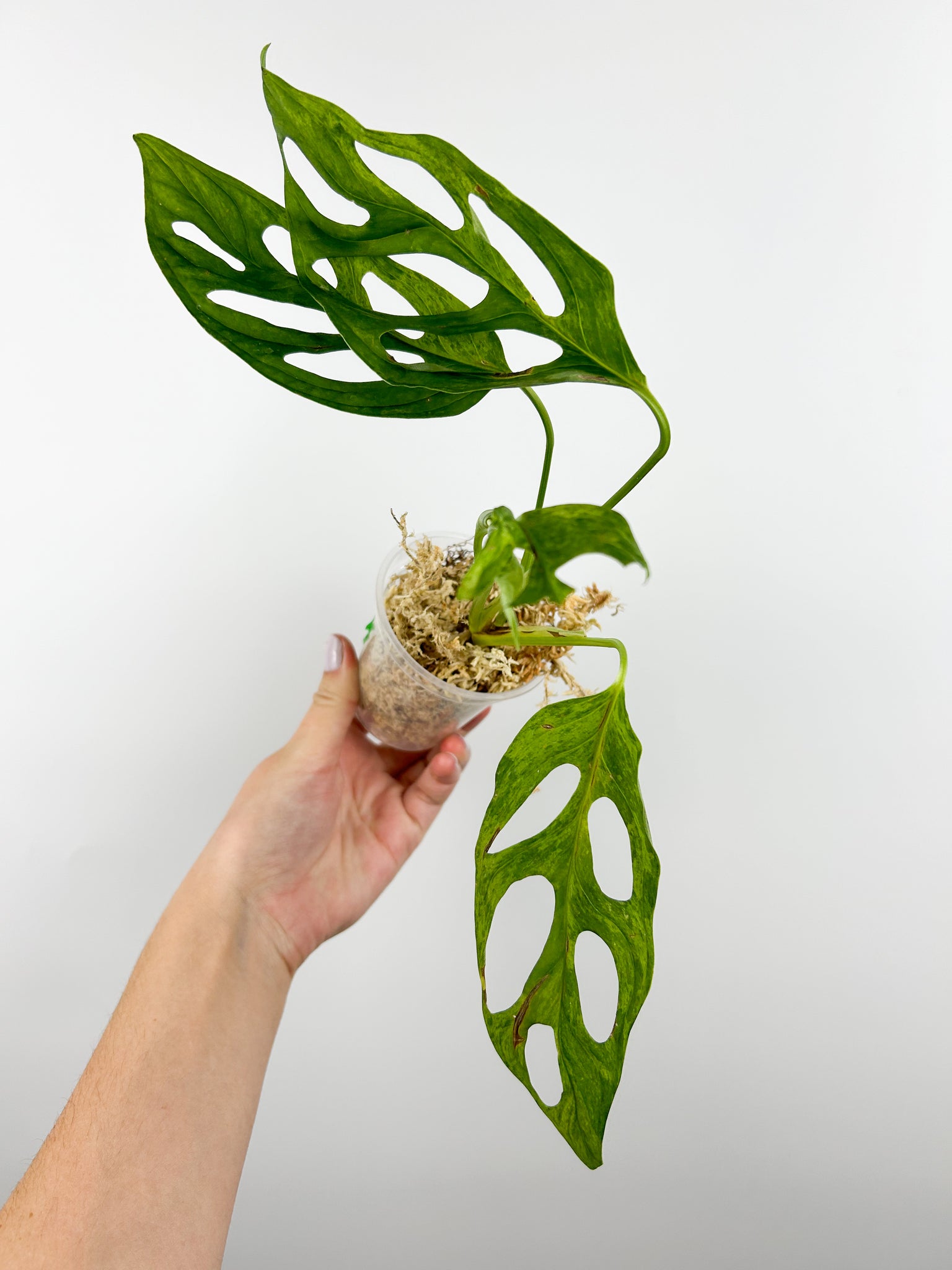 Monstera adansonii indo mint/marble A