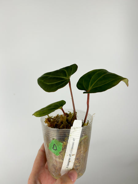 Anthurium Besseae aff x Besseae aff D (Thailand)