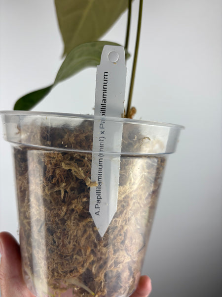 Anthurium papillilaminum (mint) x papillilaminum