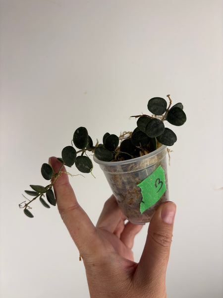 Hoya Serpens B