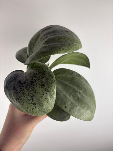 Hoya Latifolia silver (Thailand)