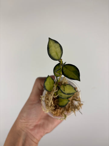 Hoya lacunosa queen midori 3