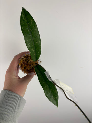 hoya sp aceh enma/elma