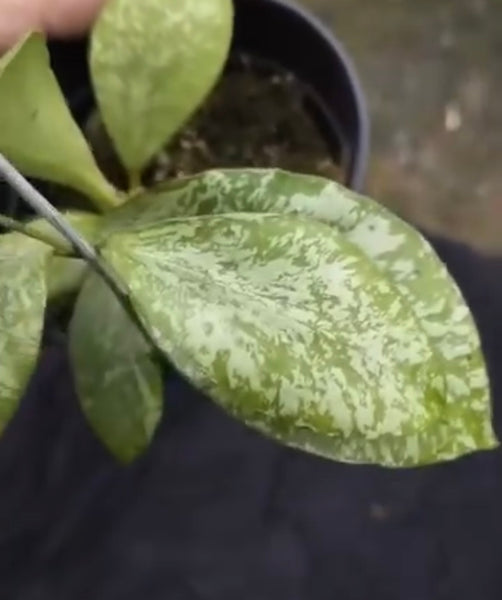 hoya benchaii silver unacclimated