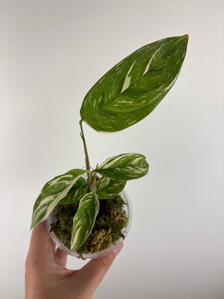 calathea leopardina variegated