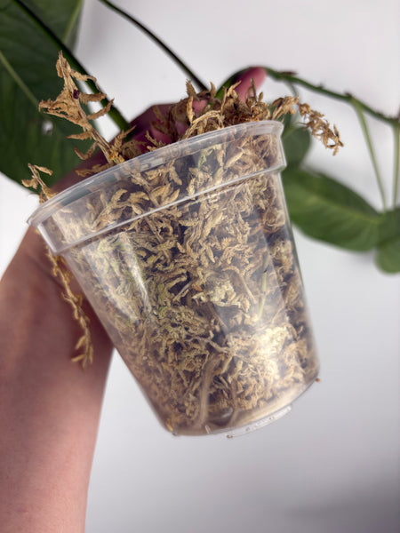 monstera siltepecana el salvador A