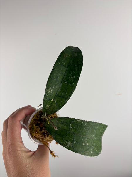 hoya clemensiorum waterfall A
