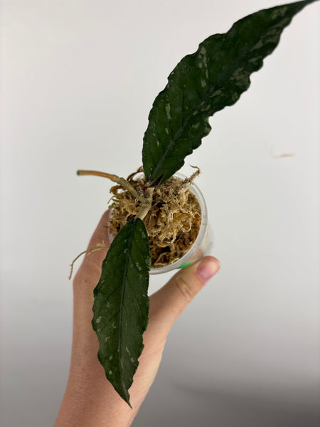 hoya sp aceh burjerango