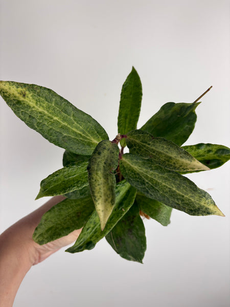 Hoya crocodile larger plant