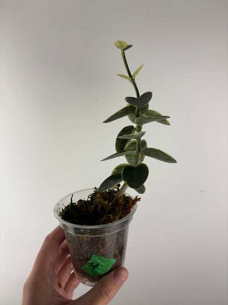 Hoya cumingiana 'Albo 4
