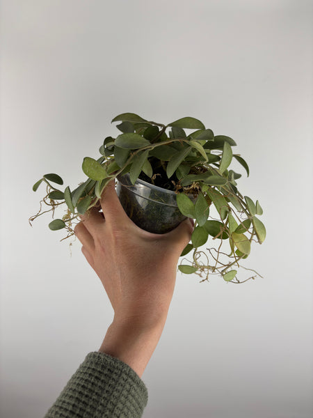 hoya nummularioides silver