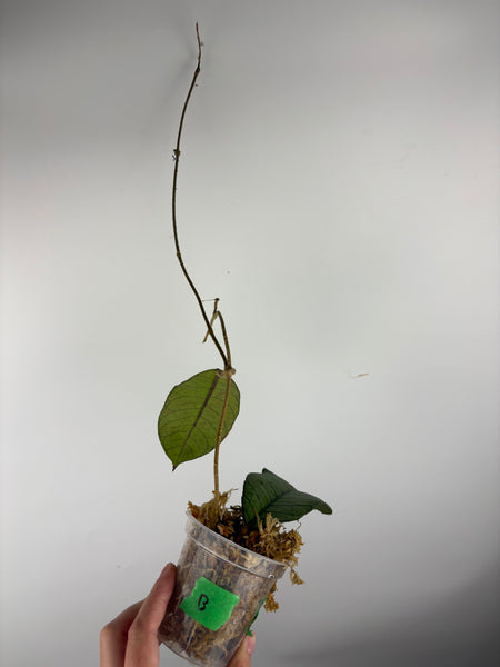 Hoya sp sabah B