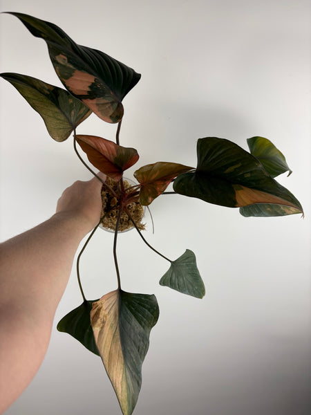 Homalomena pink diamond (Thailand) H