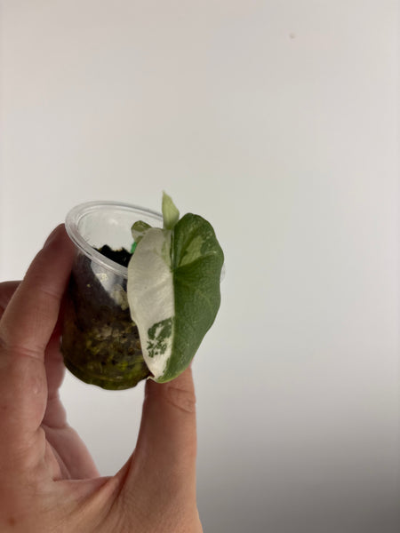 Alocasia Melo baby A