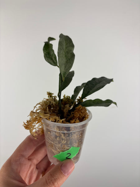 hoya amicabilis silver 2
