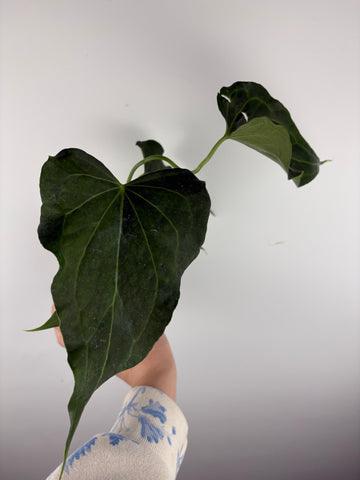 Anthurium delta force F2