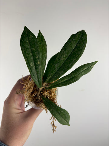 Hoya rigidifolia splash A