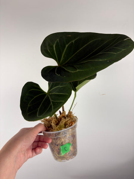 Anthurium king of spades large C
