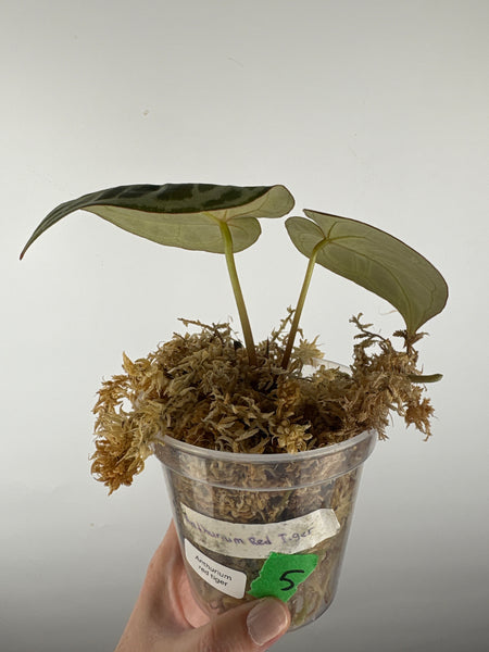Anthurium red tiger 5
