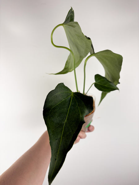 Anthurium delta force B