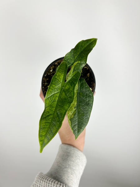 Alocasia Sulawesi green carpet Variegated