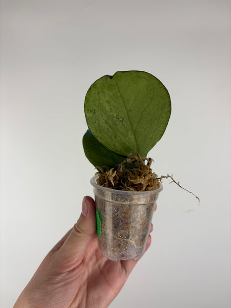 Hoya Michele silver C