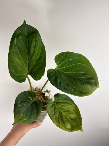 Anthurium king of spades G large