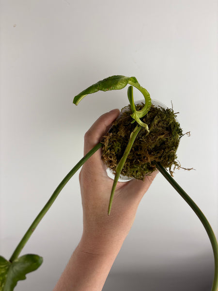 Philodendron Joepii var (Thailand) as is