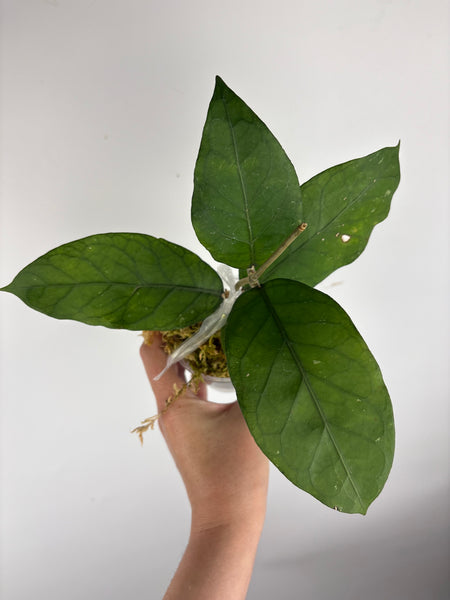 Hoya sp aceh shogun A