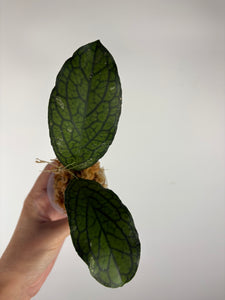 Hoya Tanggamus limau kapas 3