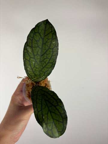 Hoya Tanggamus limau kapas 3