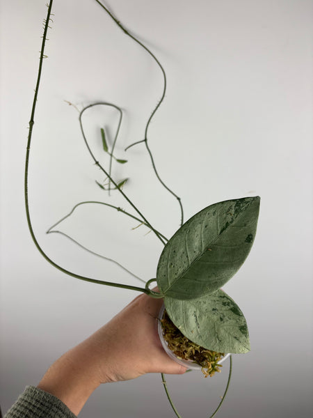 hoya coriacea silver 6