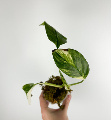 monstera lechleriana variegated as is