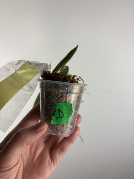 hoya tsangii albomarginata D