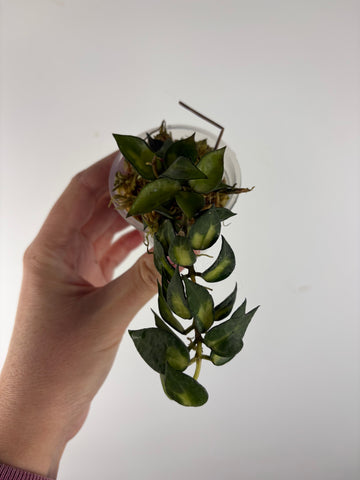 Hoya lacunosa golden flame 2